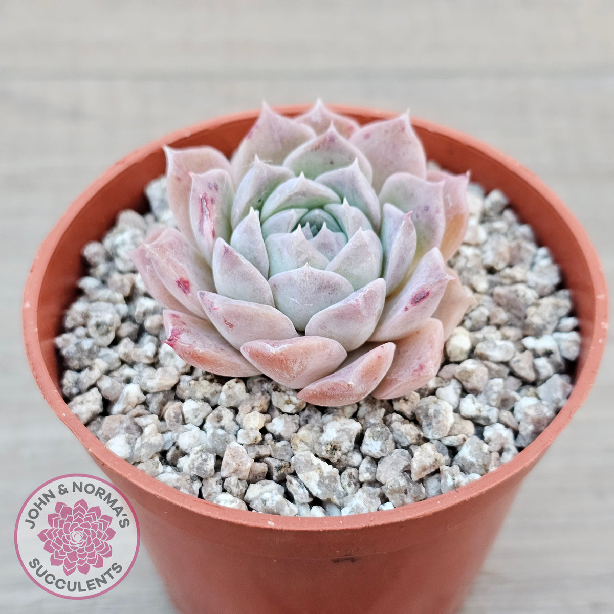 Echeveria 'Rosaria'