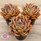 Echeveria 'Rose Champagne'