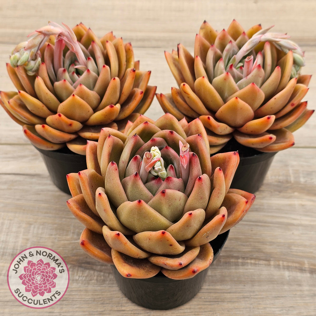 Echeveria 'Rose Champagne'