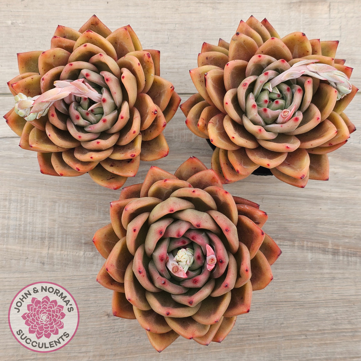 Echeveria 'Rose Champagne'