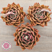 Load image into Gallery viewer, Echeveria &#39;Rose Champagne&#39;
