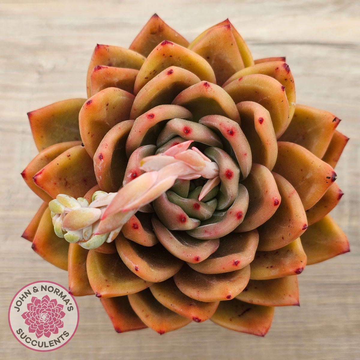 Echeveria 'Rose Champagne'