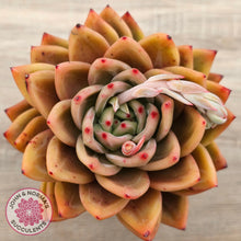 Load image into Gallery viewer, Echeveria &#39;Rose Champagne&#39;
