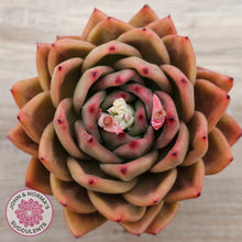 Load image into Gallery viewer, Echeveria &#39;Rose Champagne&#39;
