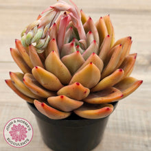 Load image into Gallery viewer, Echeveria &#39;Rose Champagne&#39;
