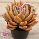 Echeveria 'Rose Champagne'