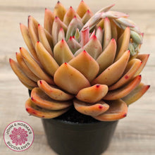 Load image into Gallery viewer, Echeveria &#39;Rose Champagne&#39;
