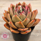Echeveria 'Rose Champagne'
