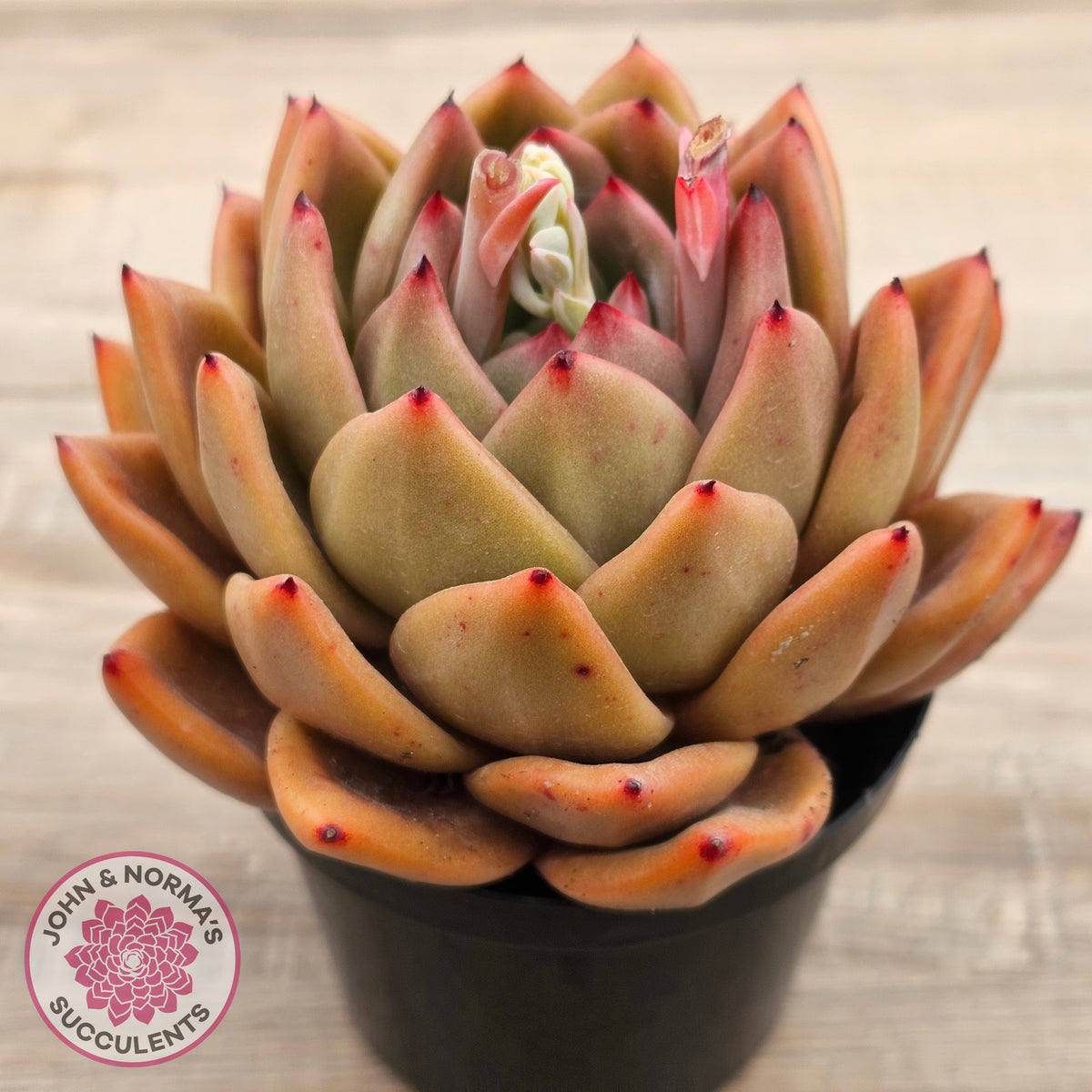 Echeveria 'Rose Champagne'