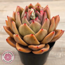 Load image into Gallery viewer, Echeveria &#39;Rose Champagne&#39;

