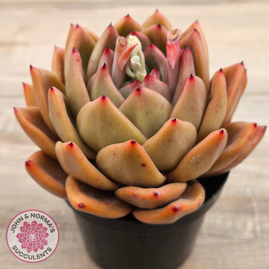 Echeveria 'Rose Champagne'