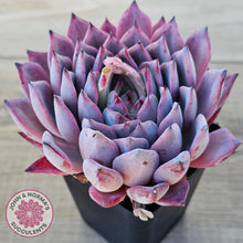 Load image into Gallery viewer, Echeveria Rosita - Korean Form (Lg)
