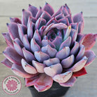 Echeveria Rosita - Korean Form (Lg)