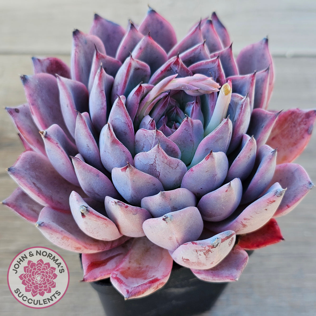 Echeveria Rosita - Korean Form (Lg)