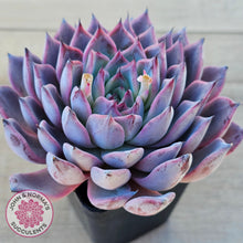 Load image into Gallery viewer, Echeveria Rosita - Korean Form (Lg)
