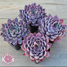 Load image into Gallery viewer, Echeveria Rosita - Korean Form (Lg)
