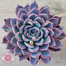 Load image into Gallery viewer, Echeveria Rosita - Korean Form (Lg)
