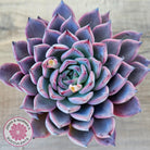 Echeveria Rosita - Korean Form (Lg)