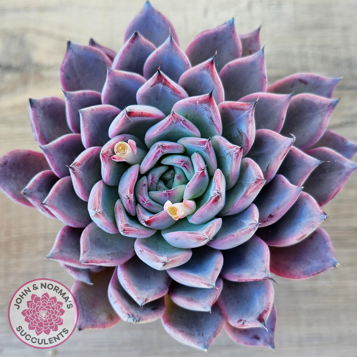 Echeveria Rosita - Korean Form (Lg)