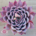 Echeveria Rosita - Korean Form (Lg)
