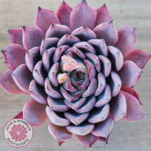 Load image into Gallery viewer, Echeveria Rosita - Korean Form (Lg)

