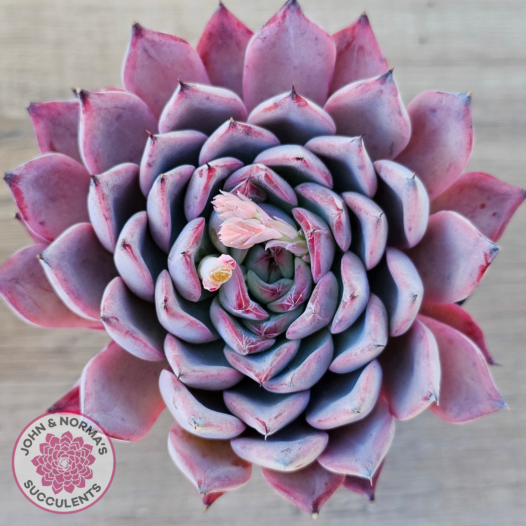 Echeveria Rosita - Korean Form (Lg)
