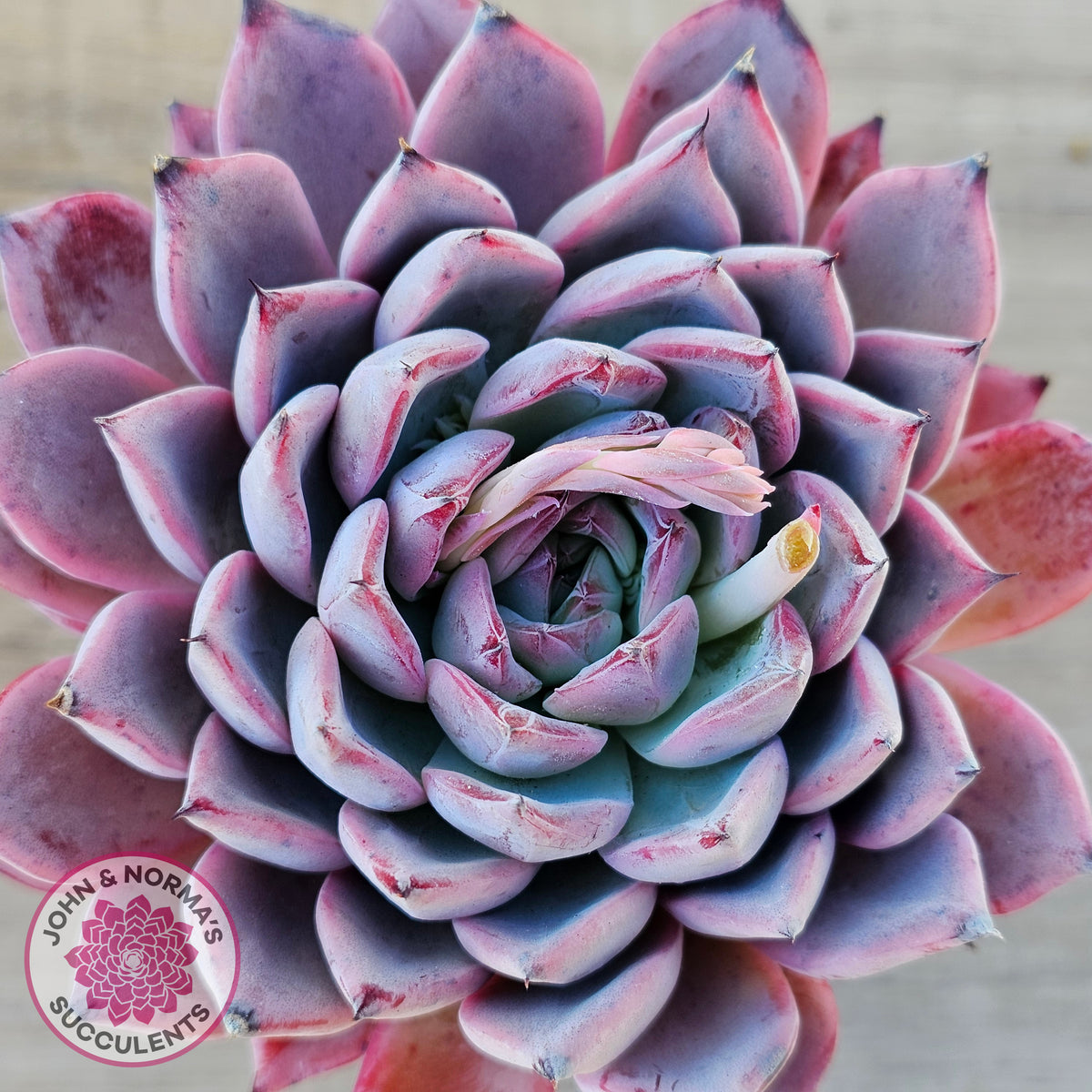 Echeveria Rosita - Korean Form (Lg)