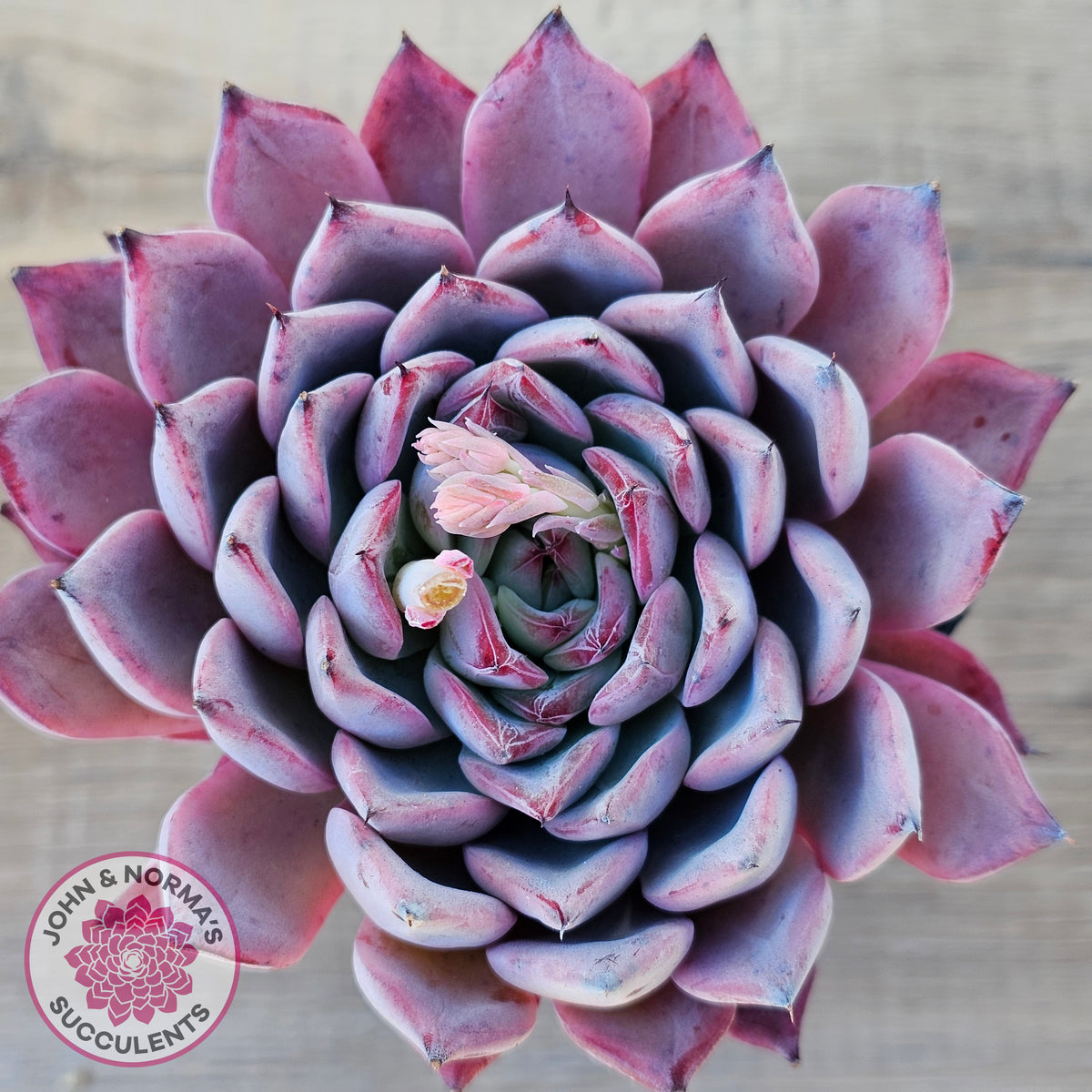 Echeveria Rosita - Korean Form (Lg)