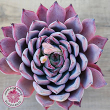 Load image into Gallery viewer, Echeveria Rosita - Korean Form (Lg)

