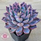 Echeveria Rosita - Korean Form (Lg)