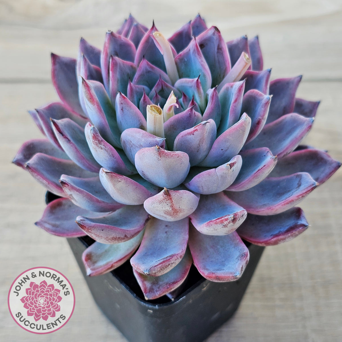 Echeveria Rosita - Korean Form (Lg)