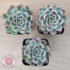Echeveria Rosita - Korean Form (Lg)