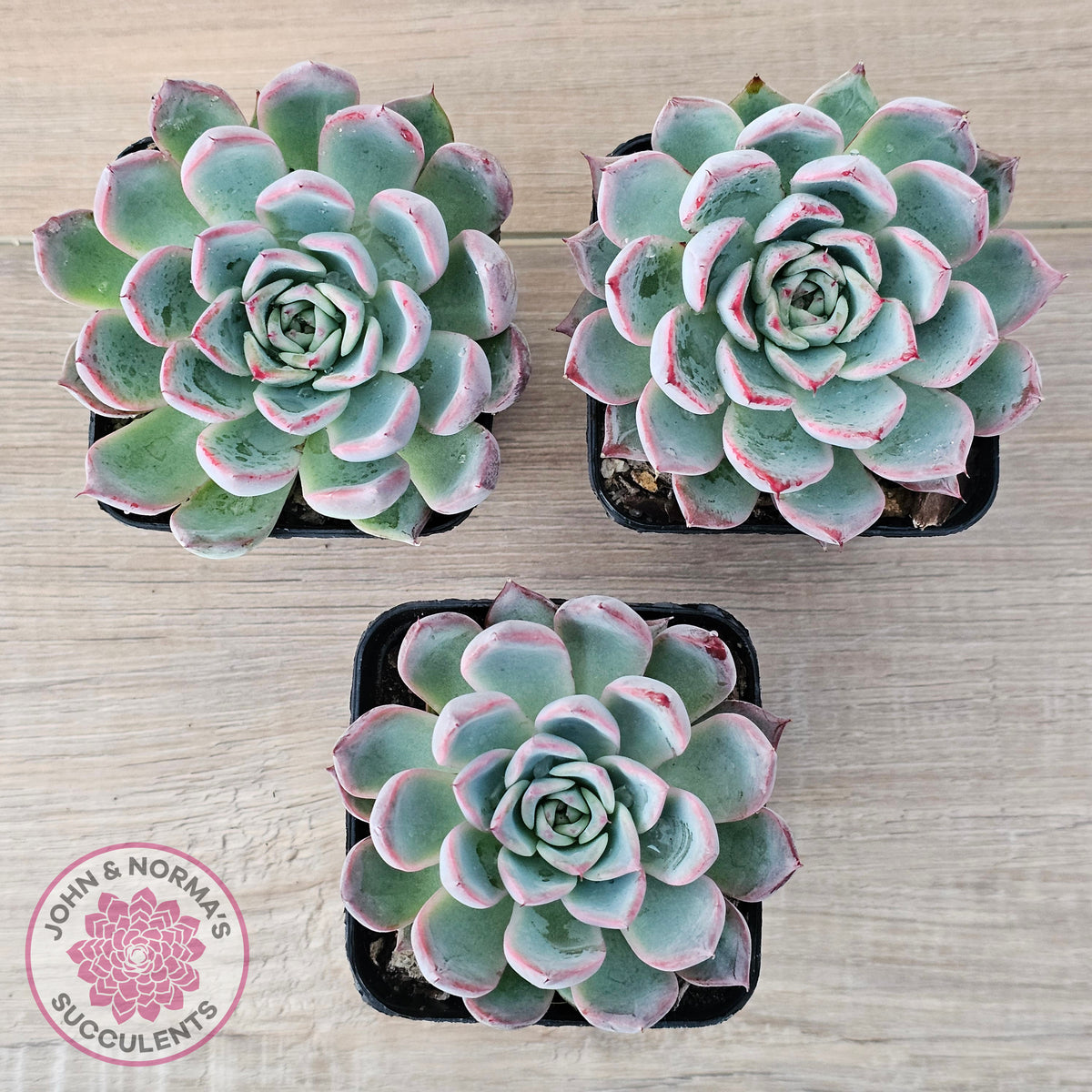 Echeveria Rosita - Korean Form (Lg)