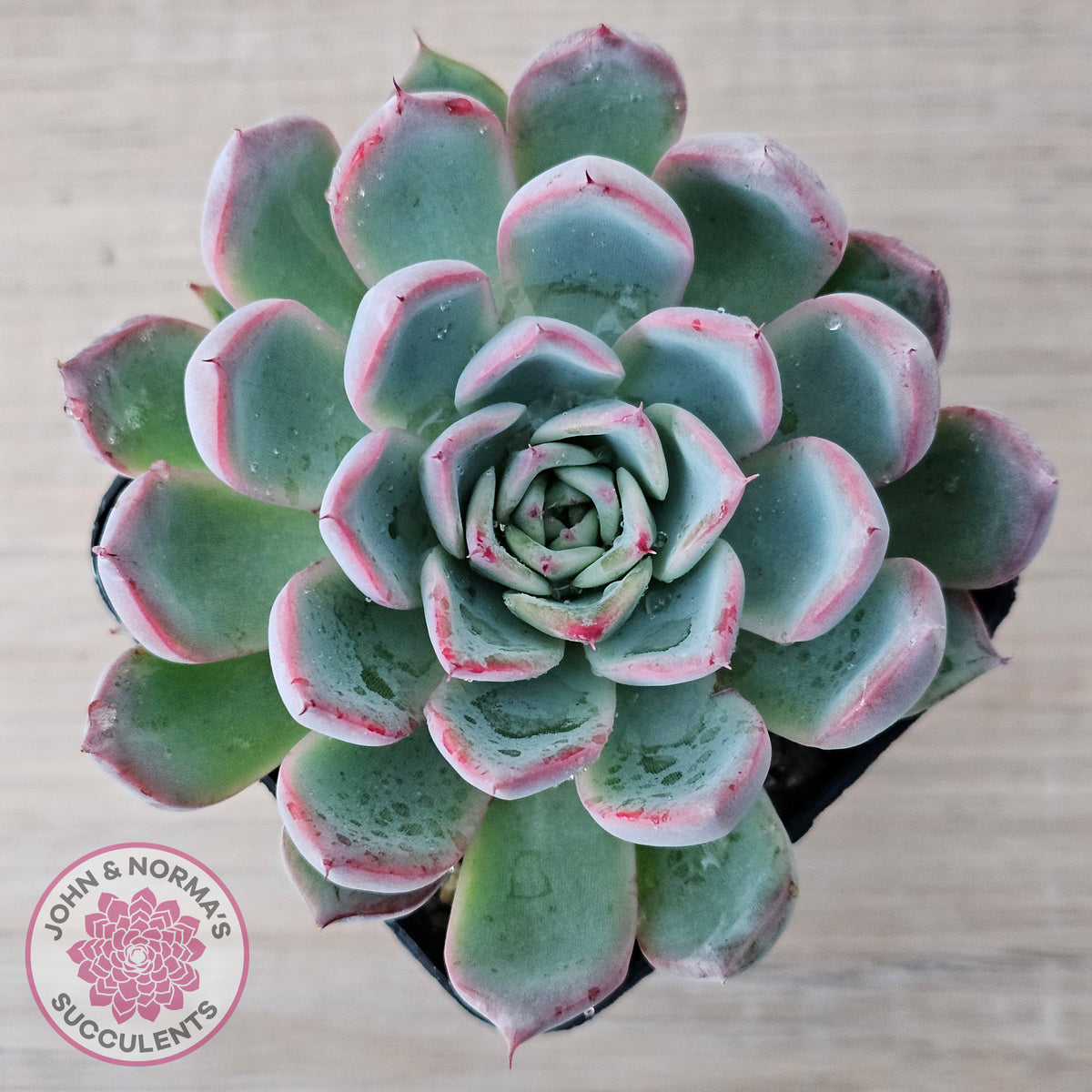 Echeveria Rosita - Korean Form (Lg)