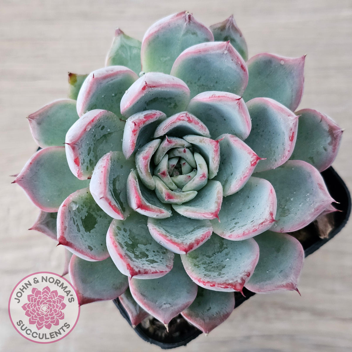 Echeveria Rosita - Korean Form (Lg)