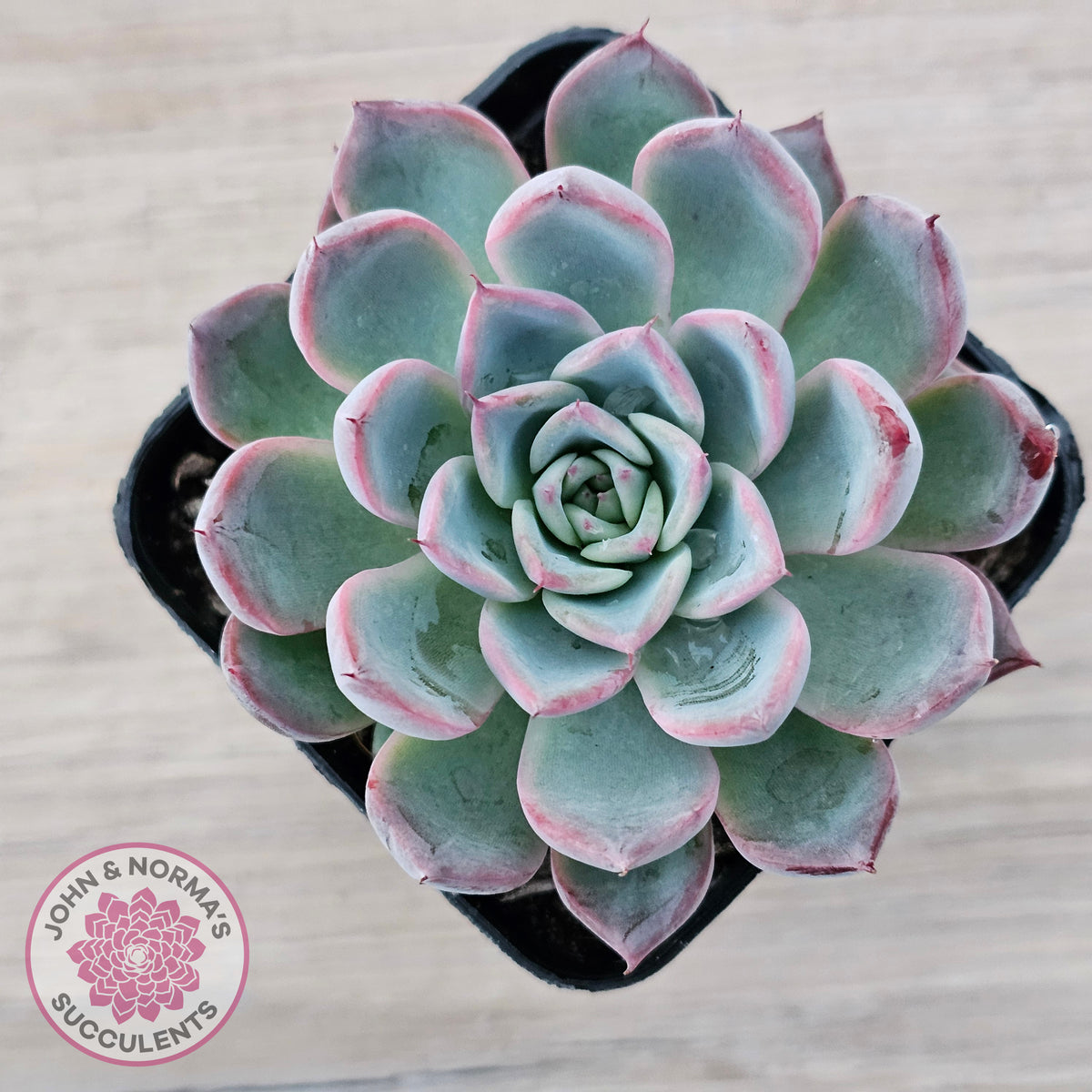 Echeveria Rosita - Korean Form (Lg)
