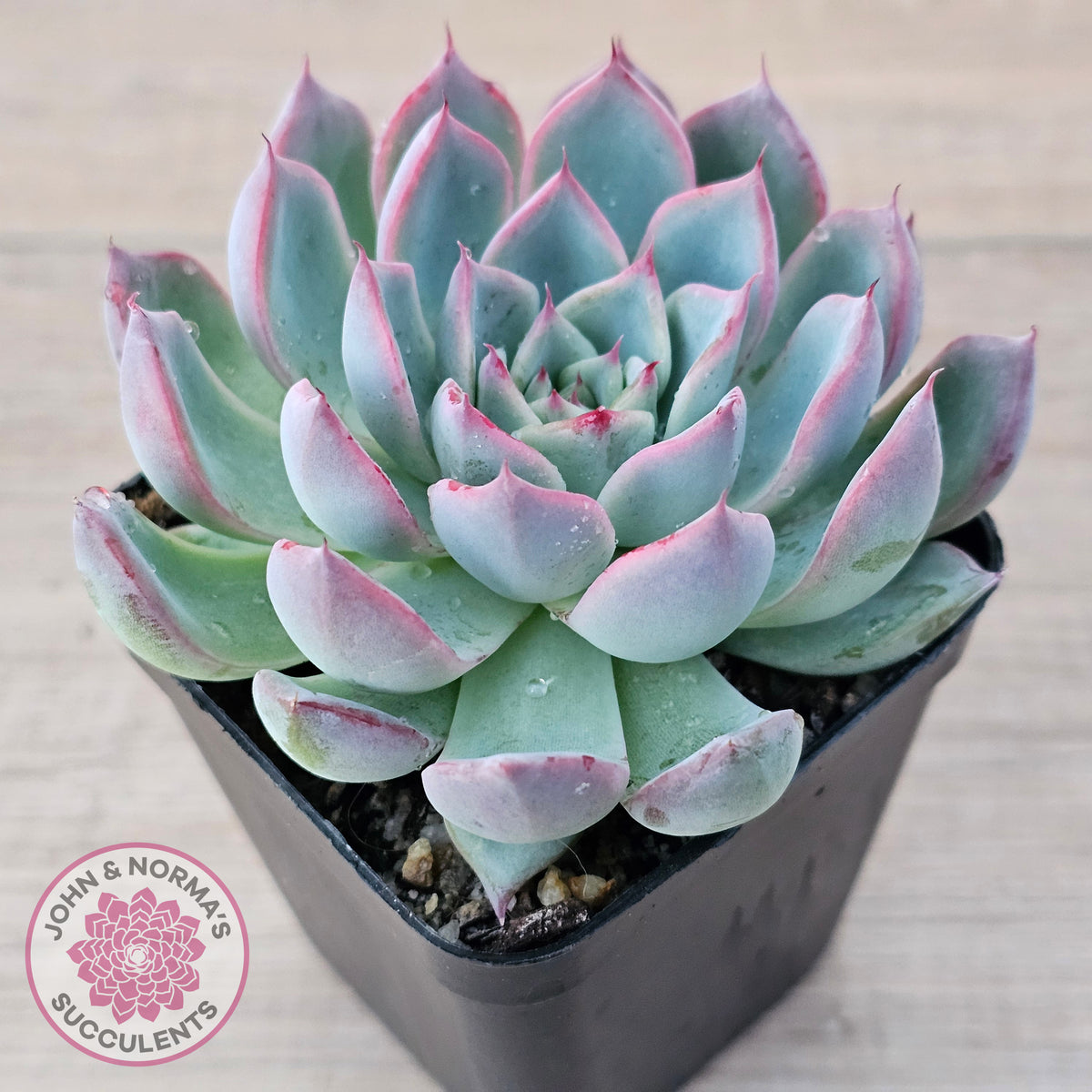 Echeveria Rosita - Korean Form (Lg)