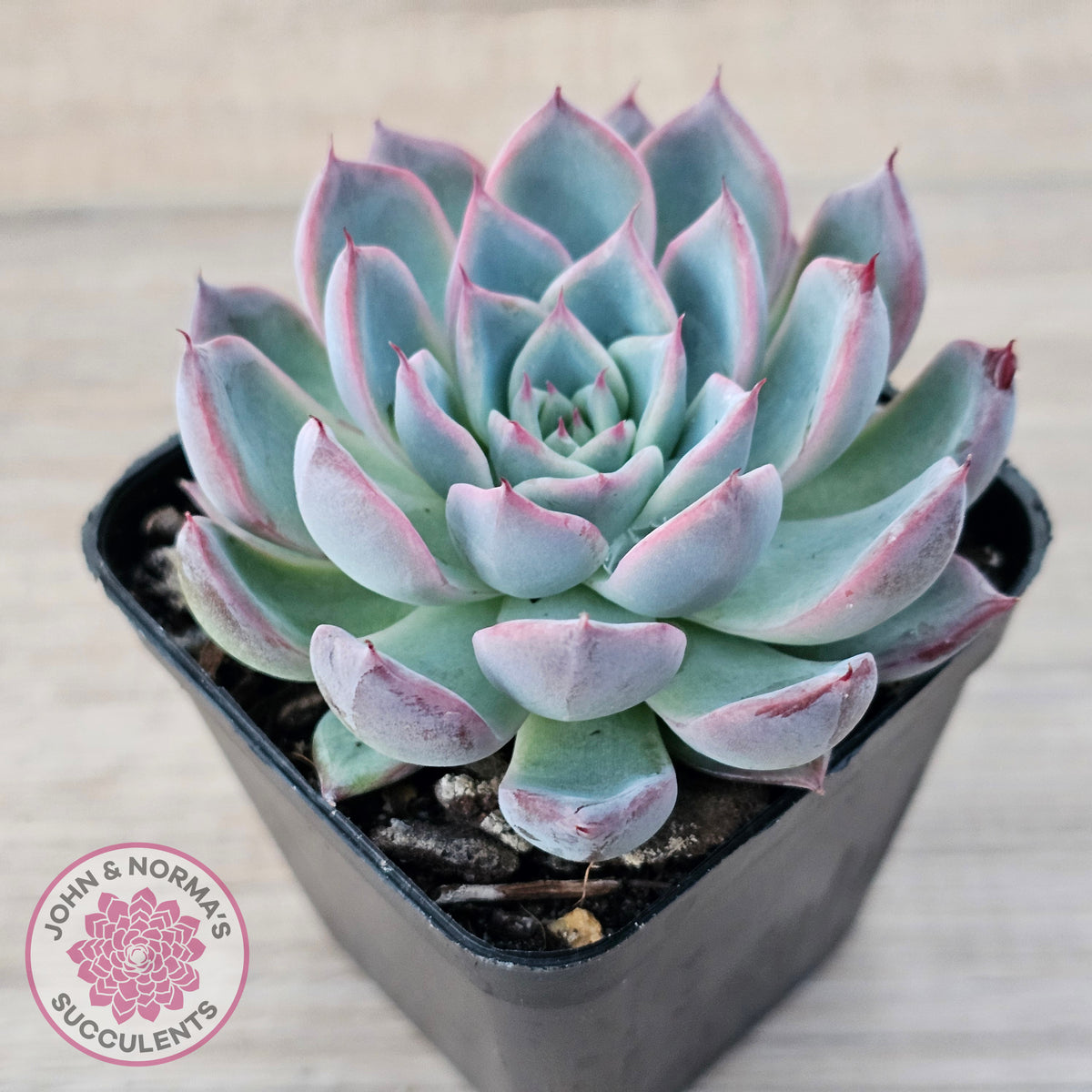 Echeveria Rosita - Korean Form (Lg)
