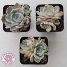 Echeveria Roulette