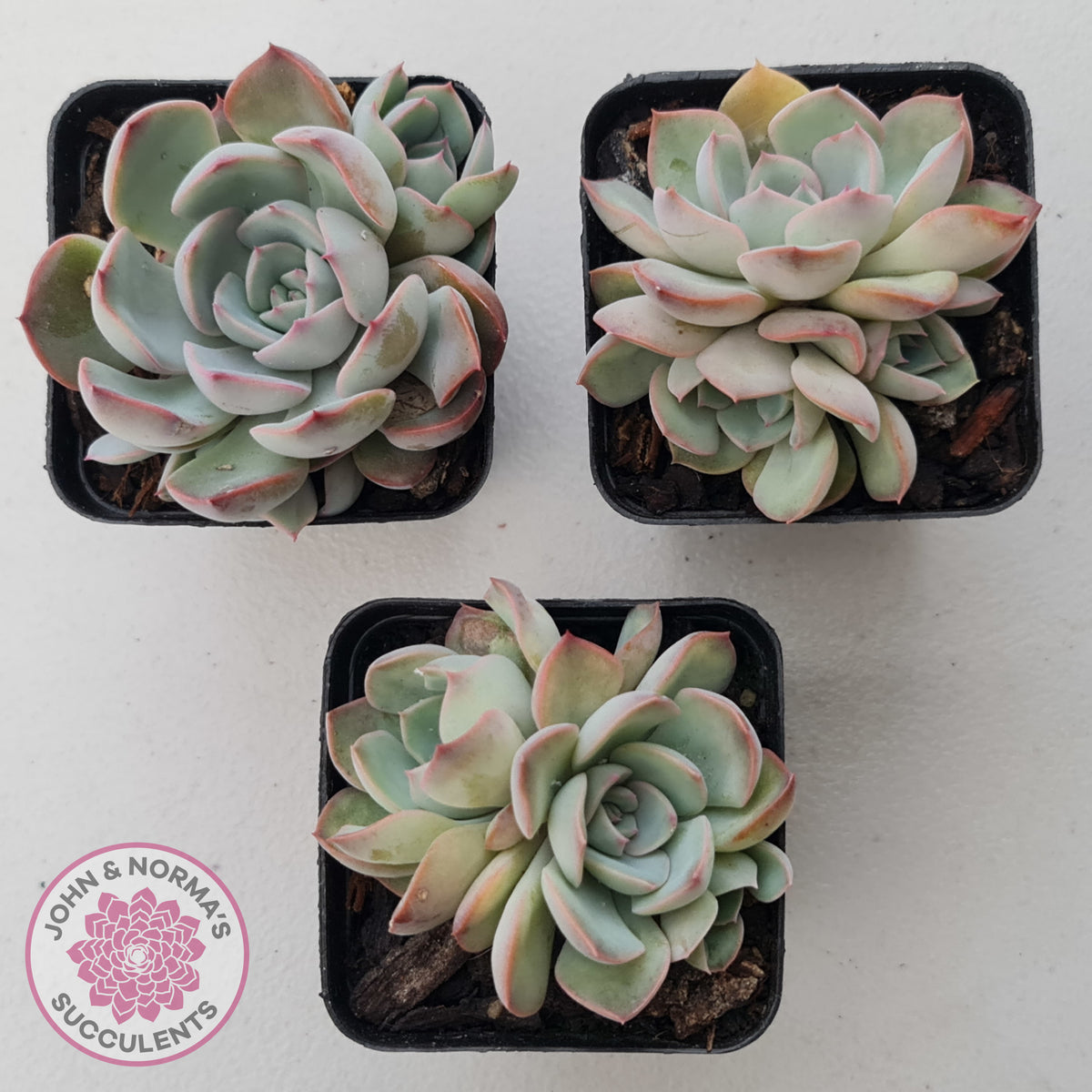 Echeveria Roulette