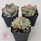 Echeveria Roulette