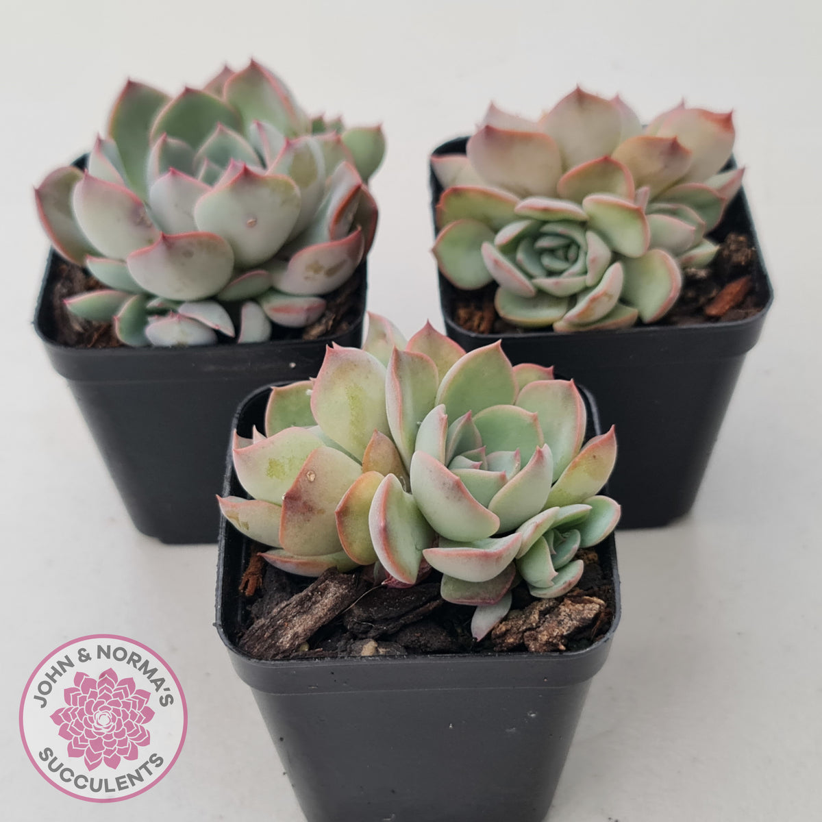 Echeveria Roulette