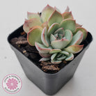 Echeveria Roulette