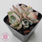 Echeveria Roulette