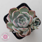Echeveria Roulette