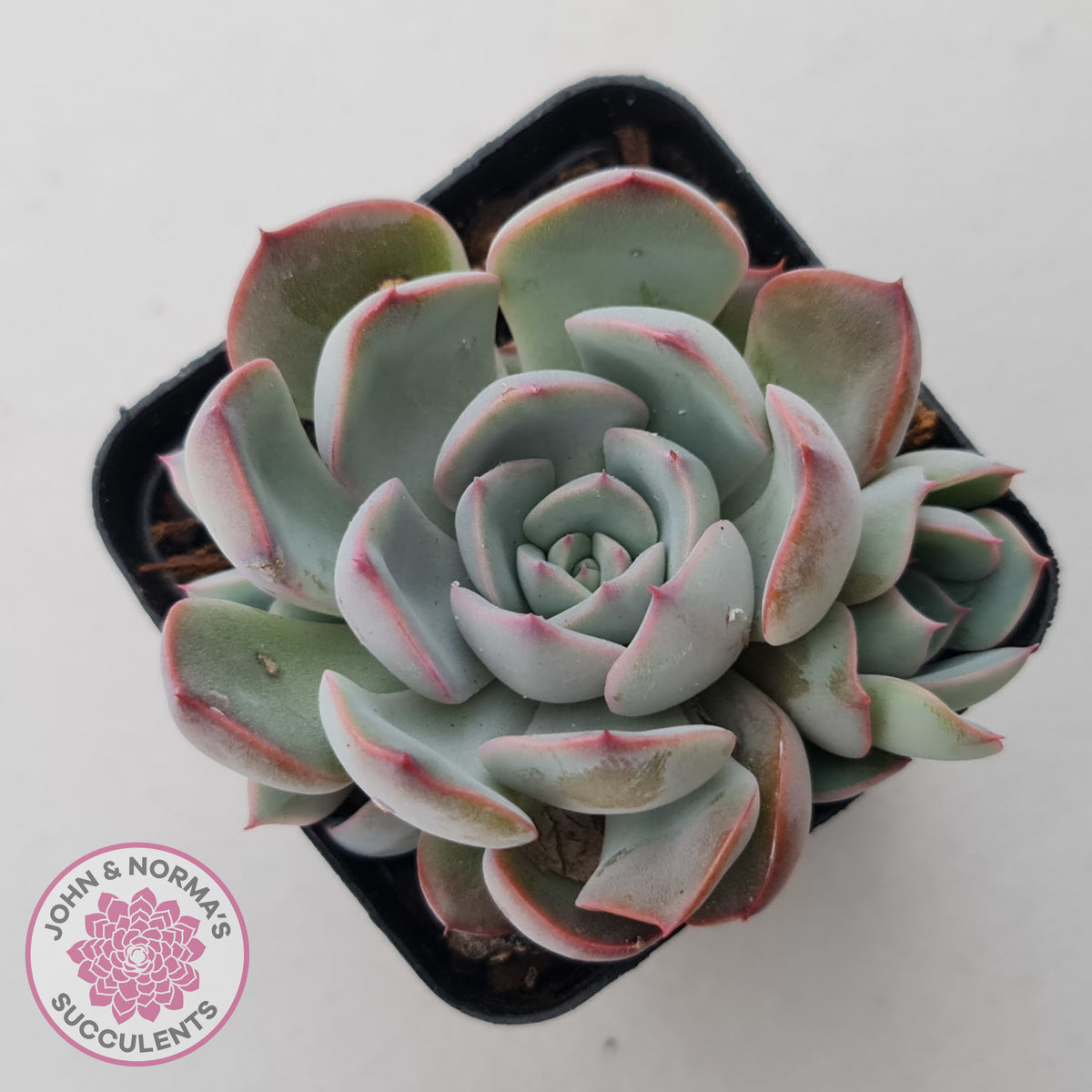 Echeveria Roulette