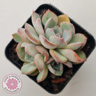 Echeveria Roulette