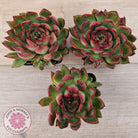 Echeveria agavoides 'Rubra'