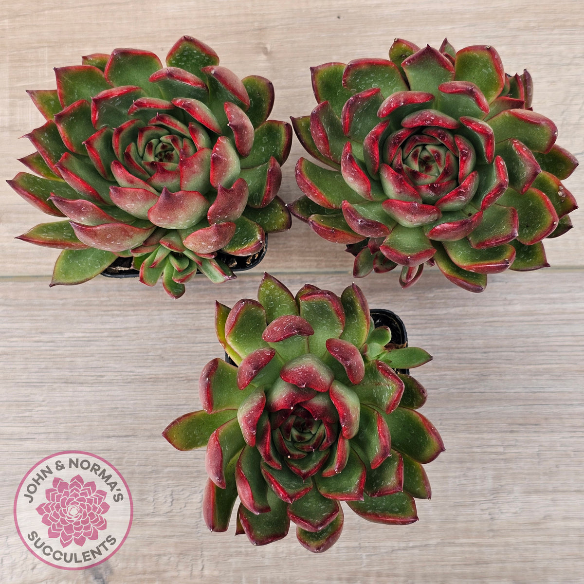 Echeveria agavoides 'Rubra'