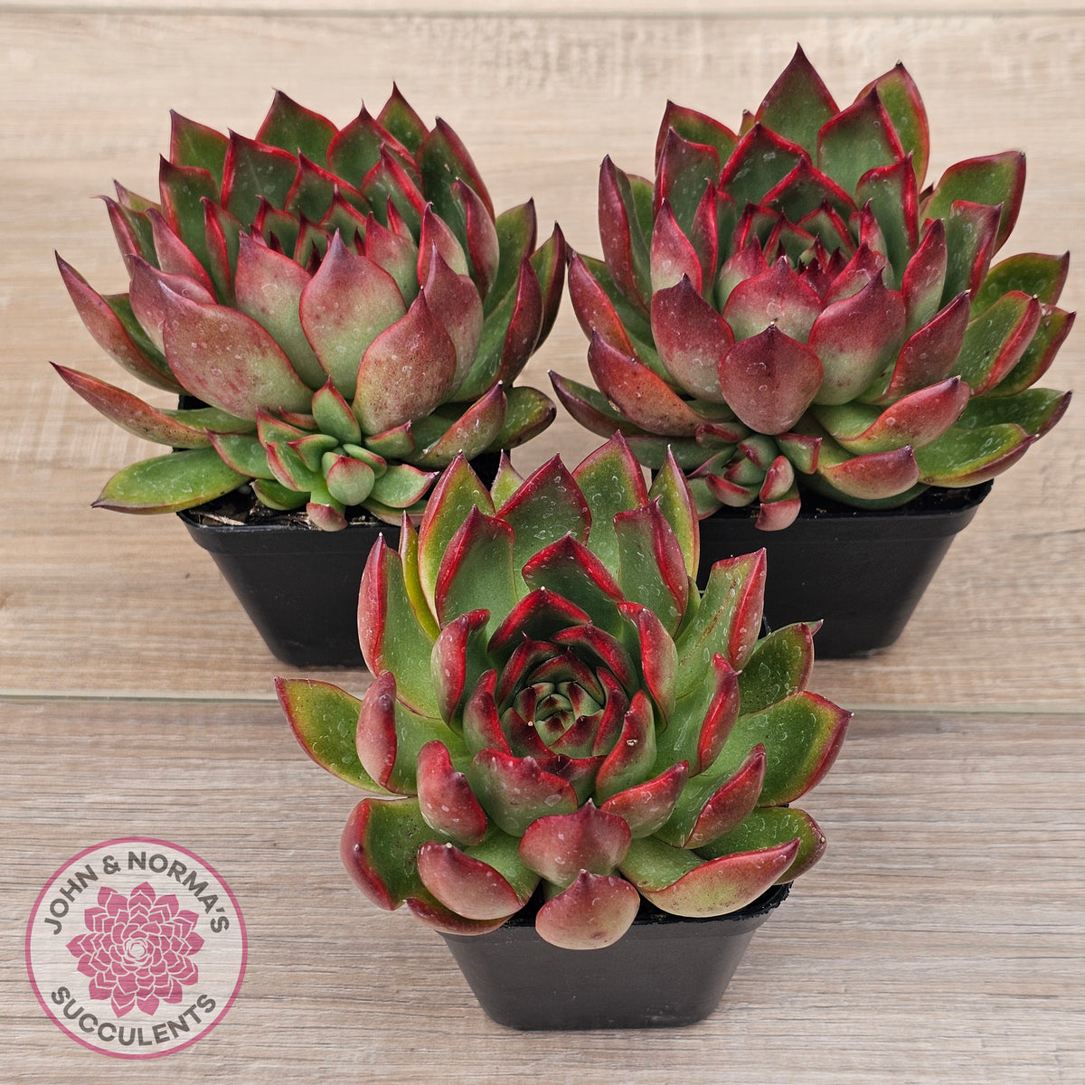 Echeveria agavoides 'Rubra'